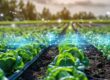 Agricultura blockchain